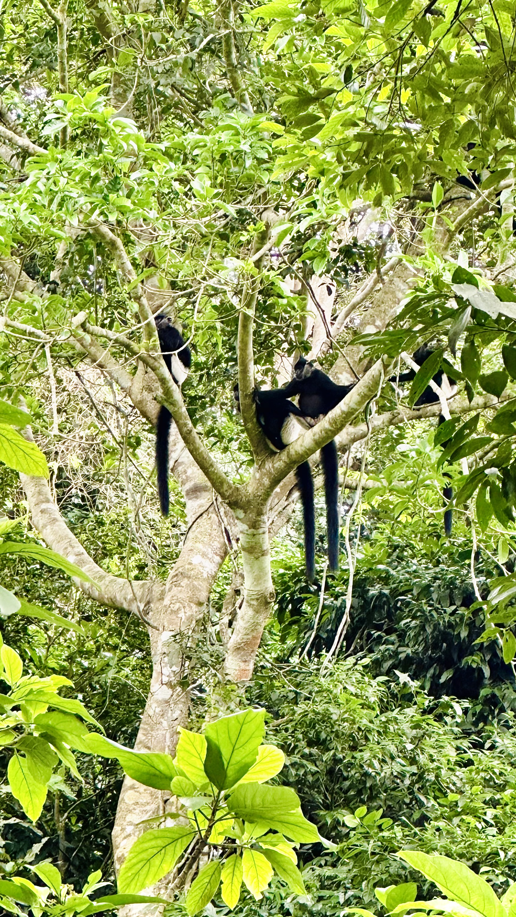 Rescued Asiatic Black Bear resting in its natural enclosure at the sanctuary